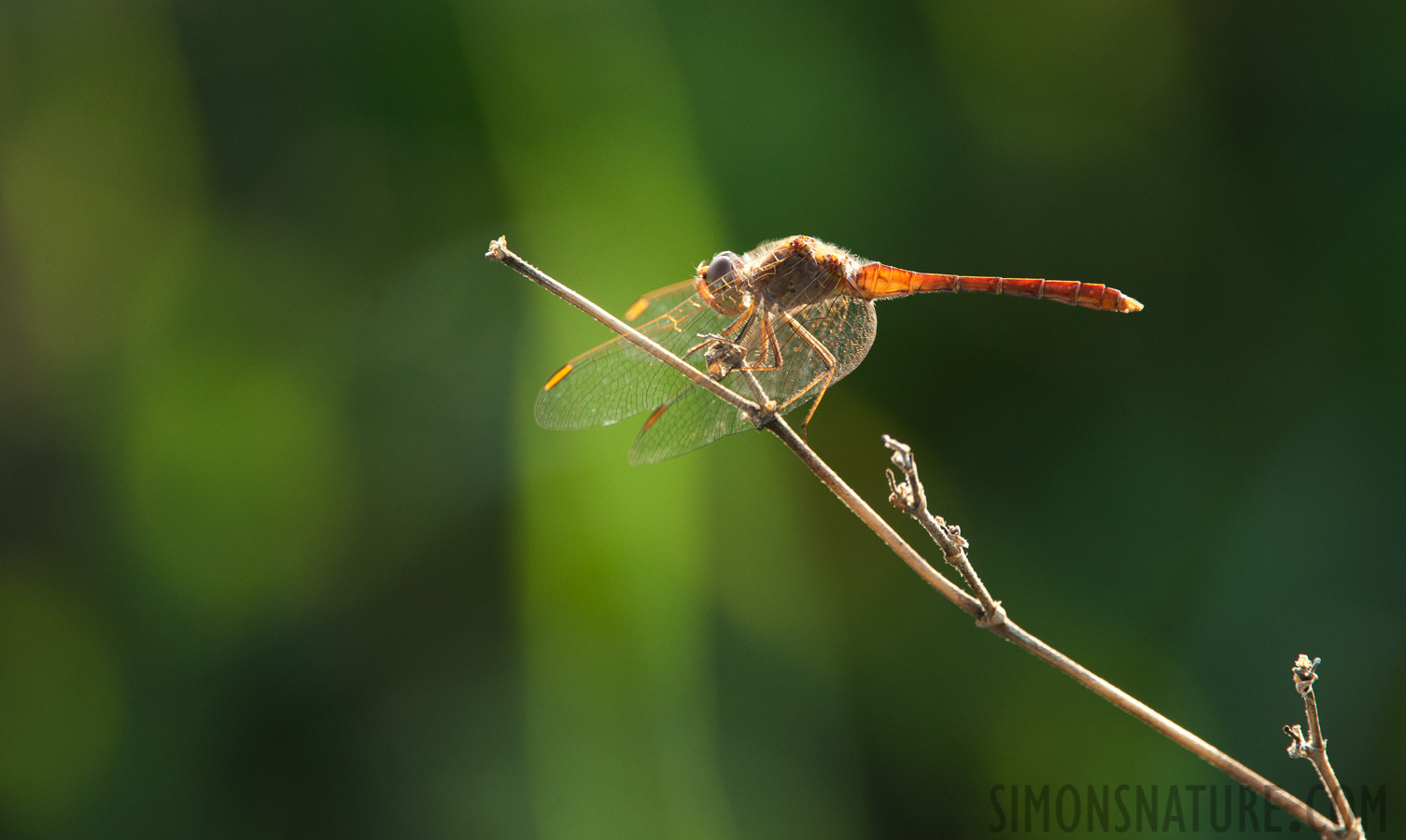 Aeshna grandis [550 mm, 1/400 Sek. bei f / 8.0, ISO 1600]